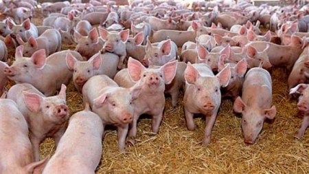 Se pot depune cererile pentru ajutorul de stat destinat crescătorilor din sectorul suin și avicol