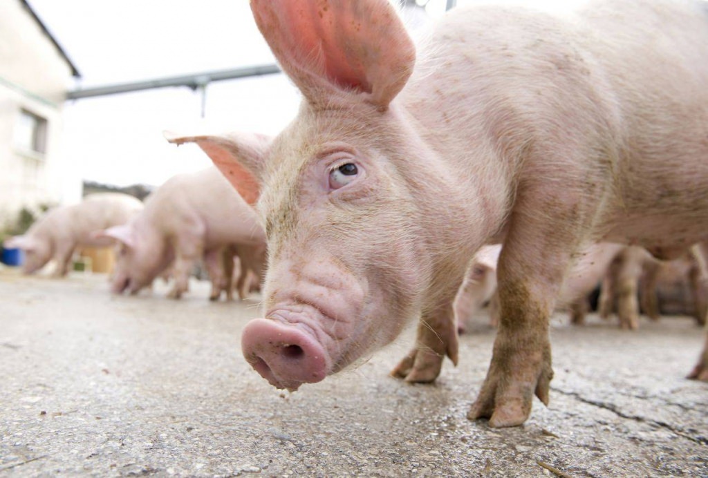 APIA: Se pot depune cererile de plată pentru „bunăstarea animalelor”