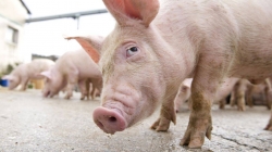APIA: Se pot depune cererile de plată pentru „bunăstarea animalelor”