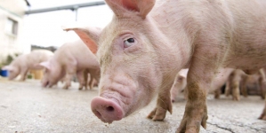 APIA: Se pot depune cererile de plată pentru „bunăstarea animalelor”