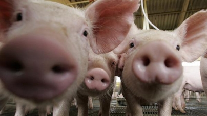 Noi reguli pentru creșterea porcilor: nu mai pot fi hrăniți cu resturi alimentare, iar la ei se intră cu încălțăminte dezinfectată