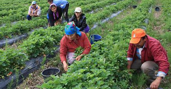 Zilieri cu carte de muncă