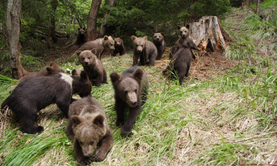 Recomandare pentru problema urșilor din România: „Plimbați ursul”