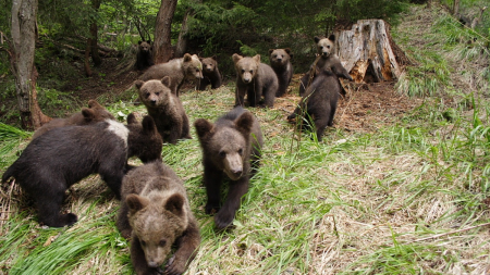 Recomandare pentru problema urșilor din România: „Plimbați ursul”