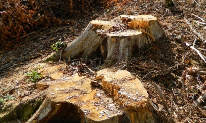 Dosare penale și amenzi de peste 30.000 de lei, plus lemn confiscat