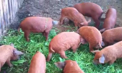 Purcei din rasa Mangalița și Bazna, oferiți gratuit spre creștere