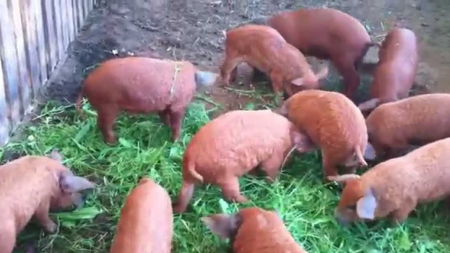 Purcei din rasa Mangalița și Bazna, oferiți gratuit spre creștere