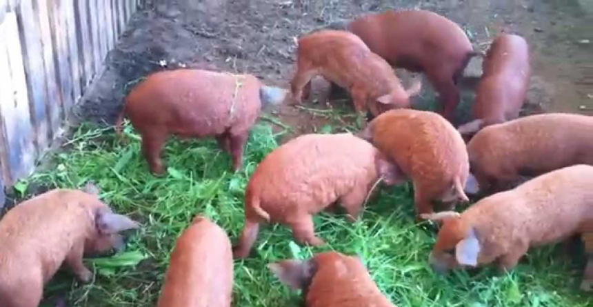 Purcei din rasa Mangalița și Bazna, oferiți gratuit spre creștere