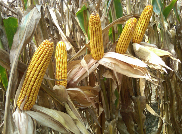 America ne numără știuleții și-i iese cu record