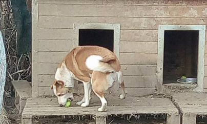 430.000 lei pentru un nou adăpost destinat câinilor comunitari