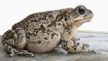 Circulație suspendată pe o șosea, ca să se poată reproduce broaștele râioase