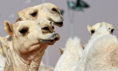 Cămile descalificate la un concurs de frumusețe fiindcă aveau botox în buze