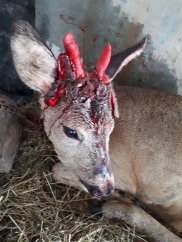 ”Tu, iartă-mă, fecioară – tu, căprioara mea!” (VIDEO)