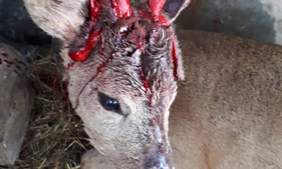 ”Tu, iartă-mă, fecioară – tu, căprioara mea!” (VIDEO)