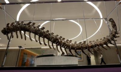 Produs rar: coadă de dinozaur la metru. Vezi cu cât se vinde la ofertă