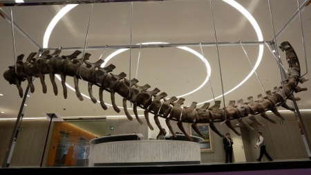 Produs rar: coadă de dinozaur la metru. Vezi cu cât se vinde la ofertă