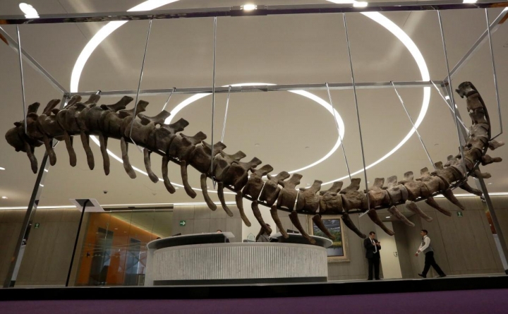 Produs rar: coadă de dinozaur la metru. Vezi cu cât se vinde la ofertă