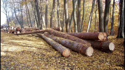 De pe Vaser s-au confiscat 43 mc de lemn tăiat ilegal