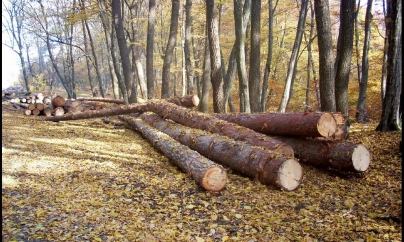 De pe Vaser s-au confiscat 43 mc de lemn tăiat ilegal