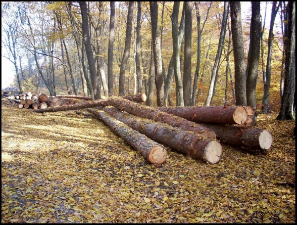 De pe Vaser s-au confiscat 43 mc de lemn tăiat ilegal