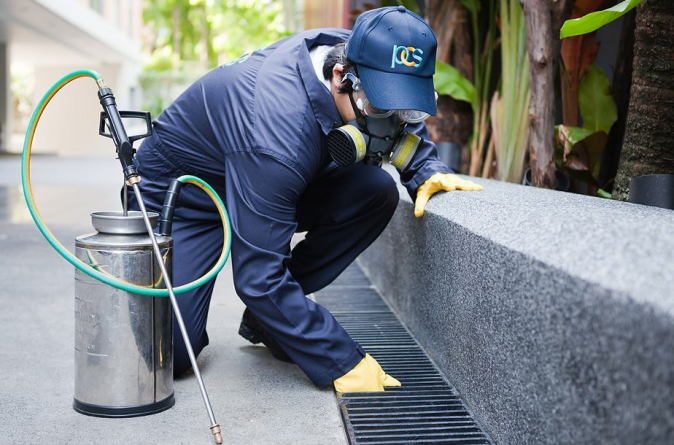 O primă stârpire de șobolani