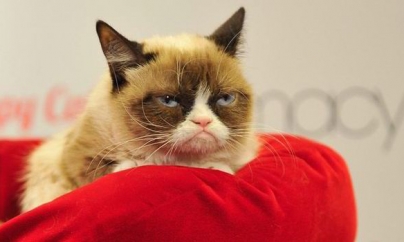 Faimoasa Grumpy Cat – pisica morocănoasă – și-a umplut stăpâna de bani