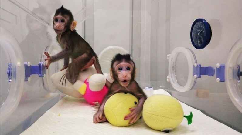 Premieră mondială: întâile maimuțe clonate