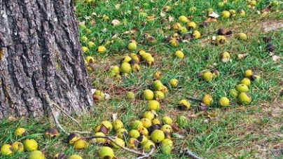 Un tribunal a hotărât că nucilor le e permis să… cadă din nuc