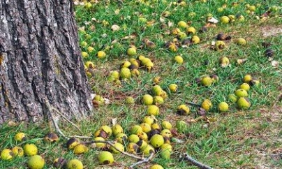 Un tribunal a hotărât că nucilor le e permis să… cadă din nuc