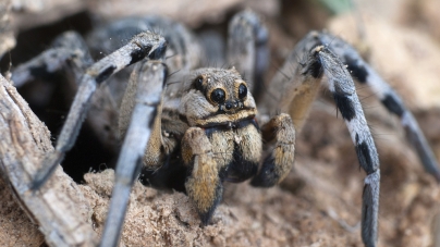 Unde dai și unde arde: un bărbat și-a dat foc casei încercând să pârlească un păianjen