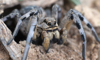 Unde dai și unde arde: un bărbat și-a dat foc casei încercând să pârlească un păianjen