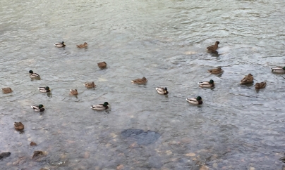 Verdictul dat de specialiști în privința incidentului de pe Săsar