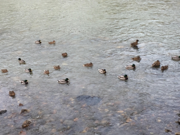 Verdictul dat de specialiști în privința incidentului de pe Săsar