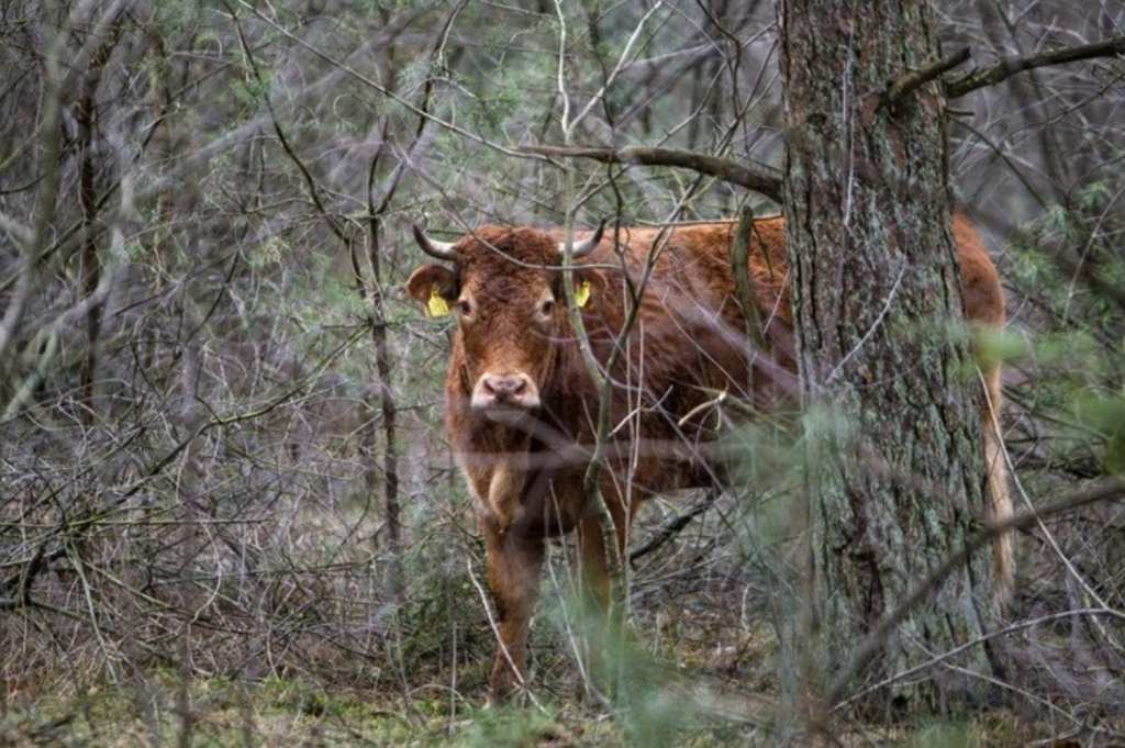 O vacă a devenit vedetă după ce a scăpat de abator și s-a refugiat în sălbăticie (VIDEO)