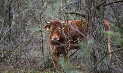 O vacă a devenit vedetă după ce a scăpat de abator și s-a refugiat în sălbăticie (VIDEO)