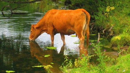 După exemplul din Olanda, o altă vacă a reușit să fugă de abator, aceasta refugiindu-se pe o insulă