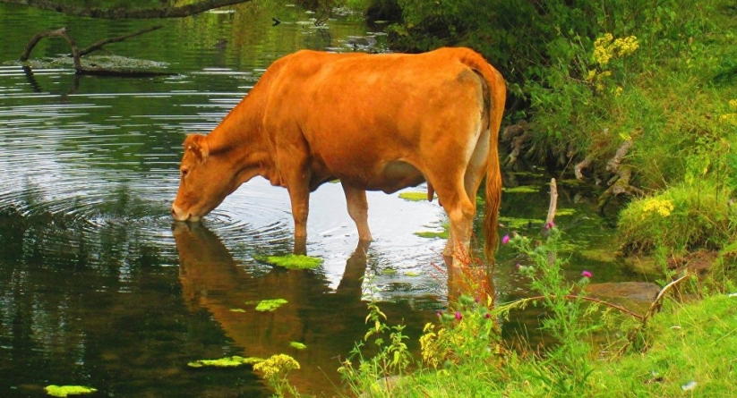 După exemplul din Olanda, o altă vacă a reușit să fugă de abator, aceasta refugiindu-se pe o insulă