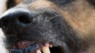 A scăpat vie de pe Podul Viilor, după ce a fost mușcată de un câine scăpat dintr-o curte