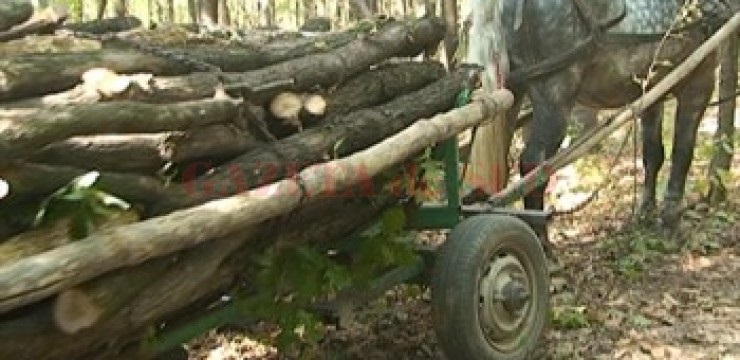 Lemnul confiscat făcea 2000 de lei, amenzile – 5000 lei