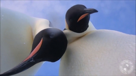 Te pui cu tehnica? S-au apucat și pinguinii de selfie-uri (VIDEO)
