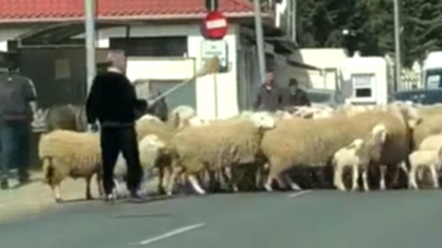 Cum și-a scos Becali oile la plimbare și a blocat circulația (VIDEO)