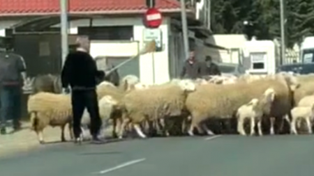 Cum și-a scos Becali oile la plimbare și a blocat circulația (VIDEO)
