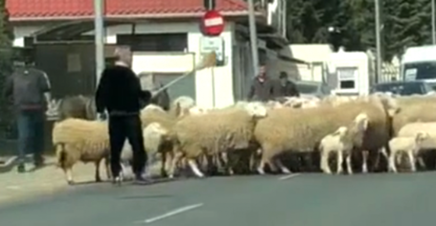 Cum și-a scos Becali oile la plimbare și a blocat circulația (VIDEO)