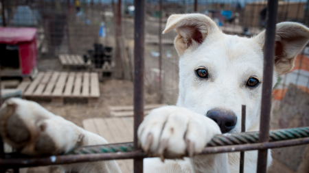 IPJ Maramureș: Şi animalele au dreptul la un tratament sănătos
