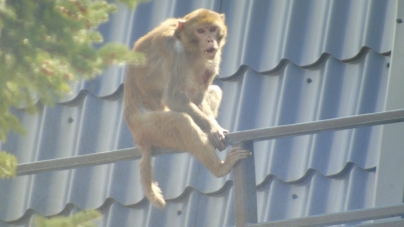 Polițisti ce alergau prin oraș după o maimuță scăpată de la zoo(VIDEO)