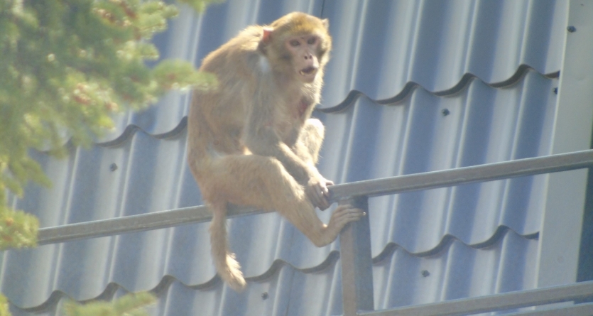 Polițisti ce alergau prin oraș după o maimuță scăpată de la zoo(VIDEO)