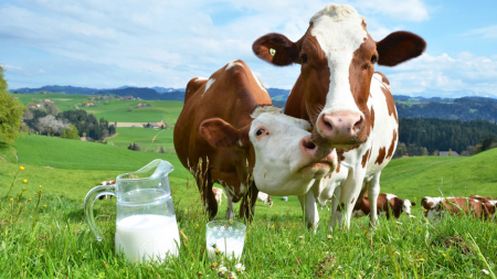 Maramureșul, locul III pe țară după numărul de vaci de lapte