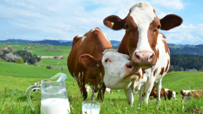 Maramureșul, locul III pe țară după numărul de vaci de lapte