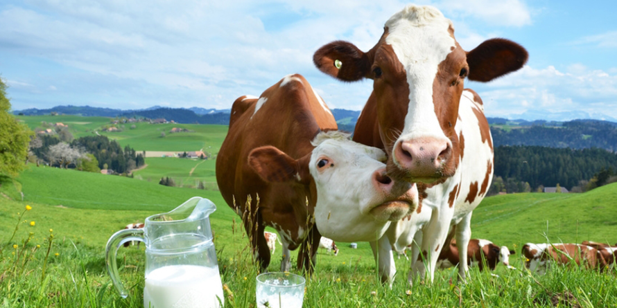 Maramureșul, locul III pe țară după numărul de vaci de lapte