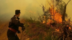 Incendiu de vegetație la Mogoșești